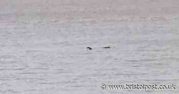'Loch Ness Monster' spotted in Bristol Channel as Scots say their  'monster is missing'