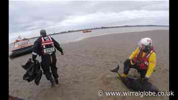 Wirral RNLI volunteers help save stranded dolphins from River Mersey