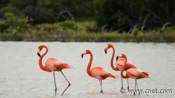 Flamingo Friend Groups Can Get Pretty Cliquey     - CNET