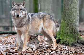 Angeblich Wolf in Herford gesichtet