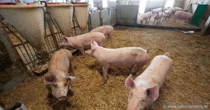 Landwirte können Tiergesundheit mit neuem System überprüfen