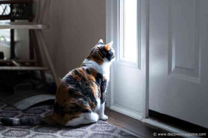 How Long Can Cats Be Left Alone?