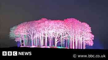 Cookworthy Knapp trees lit up pink to mark coming of spring