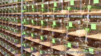 Tierversuche in Augsburg: Gibt es keine Alternative?