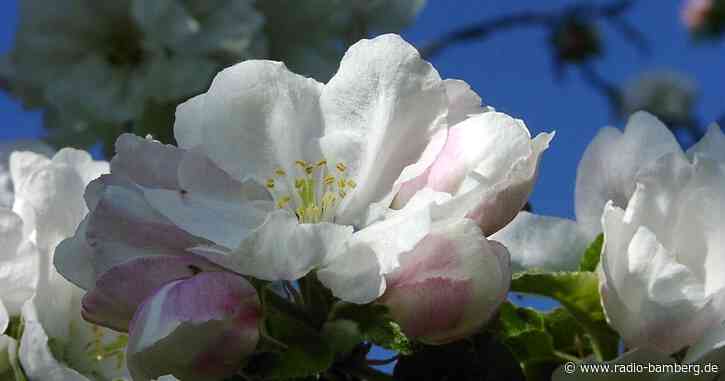 1000 Bäume für ein besseres Klima