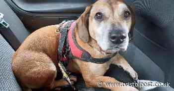 'Britain’s loneliest dog' is looking for his forever home