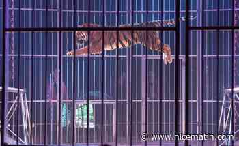 "Est-ce qu’on a encore besoin de voir un tigre sauter dans un cercle?", interpelle la Fondation Brigitte Bardot