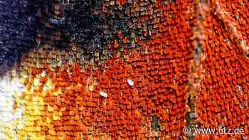 Gewinner bei Fotowettbewerb kommt aus Eisenberg: Erkennen Sie das Motiv?