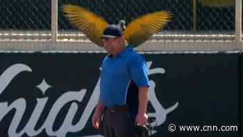 See what happens when parrot lands on ump during game
