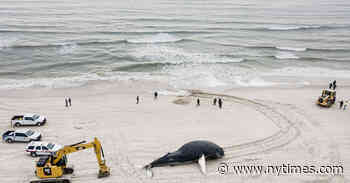 Why 23 Dead Whales Have Washed Up on the East Coast Since December