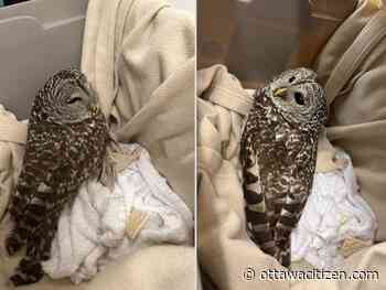 Barred owl injured in Bridlewood gets a lift from bylaw services