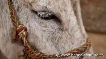 Esel, Maultiere und Maulesel sollen mit Artgenossen zusammenleben