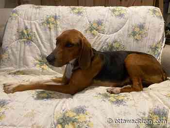 Police seek truck owner after dog spends two weeks in the cold