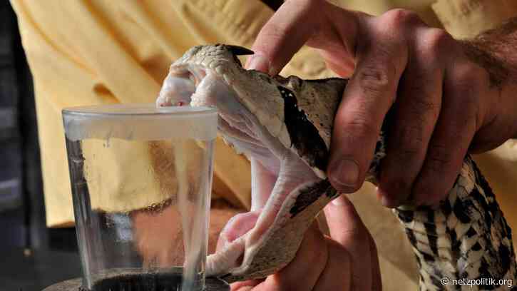 Umstrittene EU-Verordnung: Der Chatkontrolle endlich alle Giftzähne ziehen