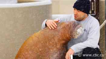 Smooshi the walrus leaving Marineland in Niagara Falls, Ont., for SeaWorld Abu Dhabi, says former trainer