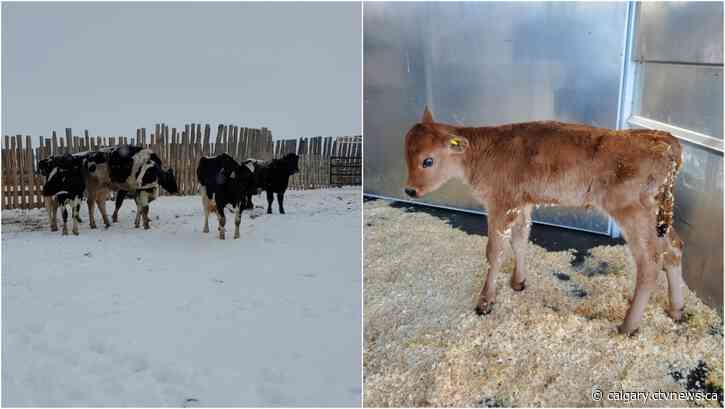 Alberta rancher accused of starving cattle, selling uninspected meat