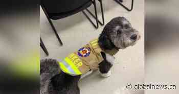 Riverview, N.B. fire department dog gets bunker jacket made from retired firefighter’s coat