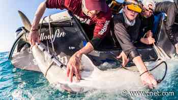 Scientists Invent Device That Sends Out Baby-Shark Birth Announcements     - CNET