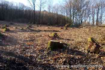Bad Oeynhausen: Vorbereitungen für Bau eines Hochbehälters in Oberbecksen