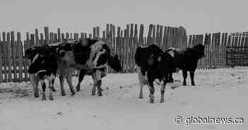Alberta man charged with selling unlicensed meat, unlawful disposure of dead animals