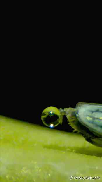 This Insect Pees at High Speed Using 'Butt Flicker'     - CNET