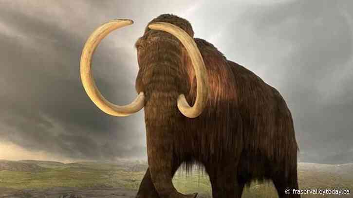 Climate activists splash Royal B.C. Museum’s mammoth ‘Woolly’ with pink paint