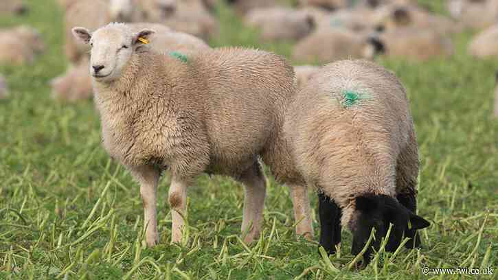 Sustainable Farming Incentive: Two growers weigh up the pros and cons