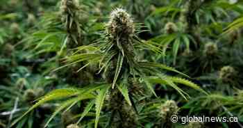 Surrey, B.C. needs cannabis retail stores, says board of trade and city councillor