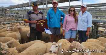 From champion lambs to runaway steers | The First Draft