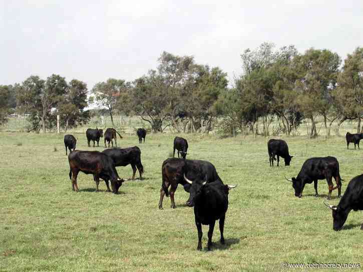 US Cattle Inventory Sinks To Lowest Level Since 1962