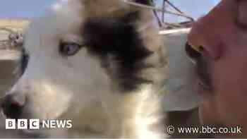 Watch: Dog found alive after 23 days under rubble in Turkey