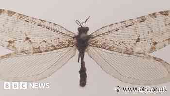 Rare Jurassic-era bug found at Arkansas Walmart