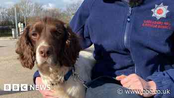 Turkey-Syria earthquake: Lancashire search dog helps find survivors