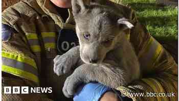 Family and dogs escape puppy cage heat-lamp fire in Hampshire