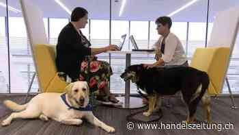 Würden Sie neben einem Kollegen mit Hund sitzen wollen?