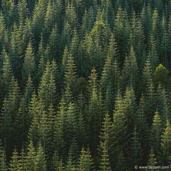 "We can't detox our built environment by swapping out fossil-fuelled building materials for timber"