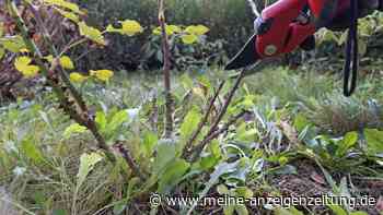 Rosen am besten schneiden, wenn die Forsythien blühen
