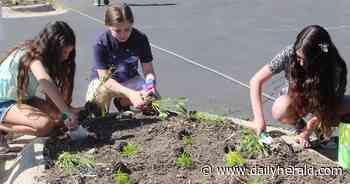 Northbrook environmental group a growing force for monarch butterflies