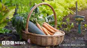 Food shortages see surge in home-growing, say suppliers