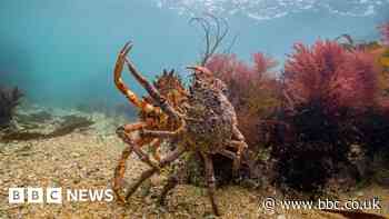 Rewilding seas: Some waters off England to get full protection