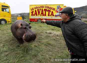"Sauvez Jumbo et ses compagnons sauvages!"... La ville de Nice lance une pétition pour "dénoncer les conditions de vie des animaux sauvages du cirque Muller"