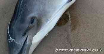 Harbour porpoise found dead on South Shields beach before being removed