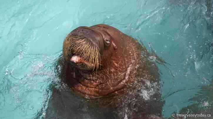 Last captive walruses in Canada moved to new SeaWorld in Abu Dhabi