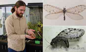 Jurassic-era insect rediscovered outside a WALMART in Arkansas 