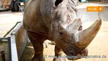 Nach vielen Querelen: An Ostern gastiert Circus Krone in Ulm