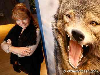 New exhibit on wolves opens at Canadian Museum of Nature