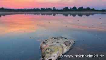 Oder-Fischsterben - Greenpeace hält Konzerne für Verursacher