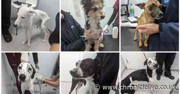 Decade-long pet ban for Durham couple convicted of neglecting SIX dogs