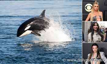 Even WHALES use vocal fry! 'Sexy' speaking technique used by Kim Kardashian helps whales catch food