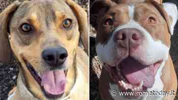 I cani che cercano una nuova casa e famiglia, i pet pronti ad essere adottati